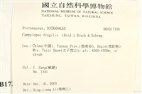脆枝曲柄蘚藏品圖，第2張