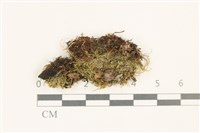 登錄號:B00017301藏品圖，第1張