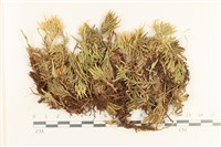 登錄號:B00017302藏品圖，第1張