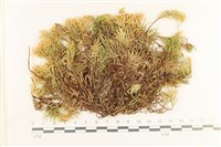 登錄號:B00017304藏品圖，第1張