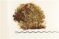 登錄號:B00017307藏品圖，第1張