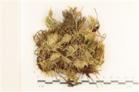 登錄號:B00017308藏品圖，第1張