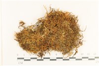 登錄號:B00017313藏品圖，第1張