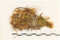登錄號:B00017314藏品圖，第1張