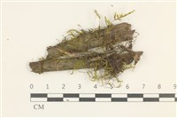 登錄號:B00017394藏品圖，第1張