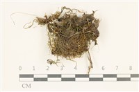 登錄號:B00017395藏品圖，第1張