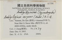 柳葉蘚藏品圖，第2張