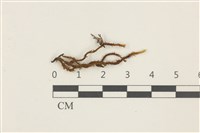 登錄號:B00017397藏品圖，第1張