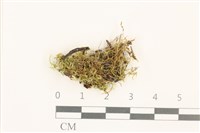 登錄號:B00017400藏品圖，第1張