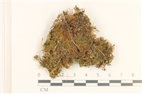 登錄號:B00017401藏品圖，第1張