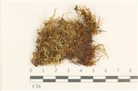 登錄號:B00017402藏品圖，第1張