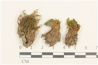 登錄號:B00017403藏品圖，第1張