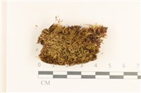 登錄號:B00017405藏品圖，第1張