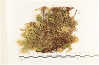 登錄號:B00017411藏品圖，第1張