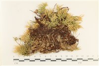 登錄號:B00017413藏品圖，第1張