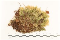 登錄號:B00017414藏品圖，第1張