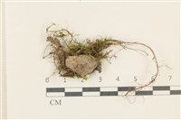 登錄號:B00017415藏品圖，第1張