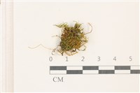 登錄號:B00017416藏品圖，第1張