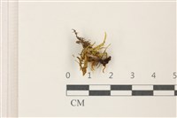 登錄號:B00017418藏品圖，第1張