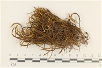 登錄號:B00017501藏品圖，第1張