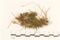 登錄號:B00017504藏品圖，第1張