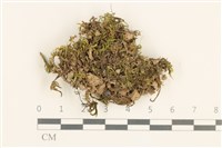 登錄號:B00017507藏品圖，第1張