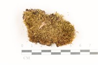 登錄號:B00017508藏品圖，第1張