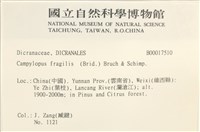 脆枝曲柄蘚藏品圖，第2張