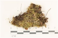 登錄號:B00017511藏品圖，第1張
