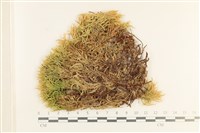 登錄號:B00017513藏品圖，第1張