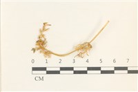 登錄號:B00017514藏品圖，第1張