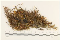 登錄號:B00017554藏品圖，第1張