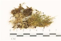 登錄號:B00017556藏品圖，第1張