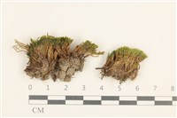 登錄號:B00017559藏品圖，第1張