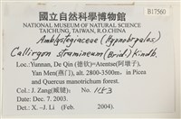草黃濕原蘚藏品圖，第2張