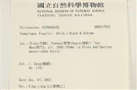 脆枝曲柄蘚藏品圖，第2張