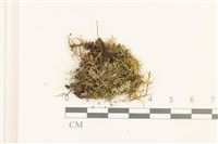 登錄號:B00017563藏品圖，第1張