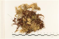 登錄號:B00017565藏品圖，第1張