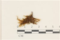 登錄號:B00017569藏品圖，第1張