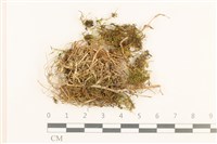 登錄號:B00017620藏品圖，第1張