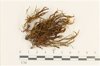 登錄號:B00017622藏品圖，第1張