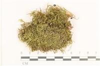 登錄號:B00017628藏品圖，第1張
