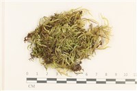 登錄號:B00017629藏品圖，第1張