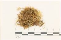 登錄號:B00017633藏品圖，第1張