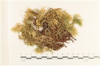 登錄號:B00017639藏品圖，第1張