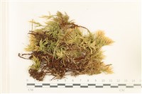 登錄號:B00017640藏品圖，第1張