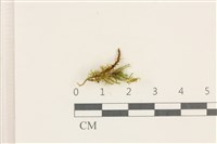 登錄號:B00017642藏品圖，第1張