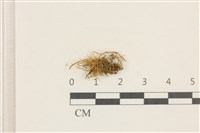 登錄號:B00017643藏品圖，第1張