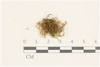 登錄號:B00017644藏品圖，第1張