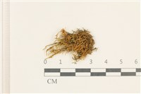 登錄號:B00017646藏品圖，第1張